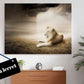 White lion at sunset - Plakatbar.no