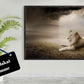 White lion at sunset - Plakatbar.no