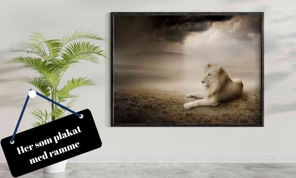 White lion at sunset - Plakatbar.no