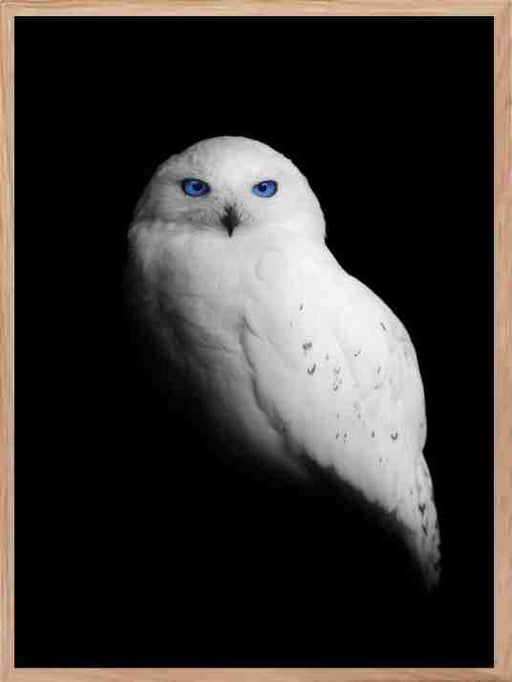 White Owl - Blue Eyes Poster - Plakatbar.no