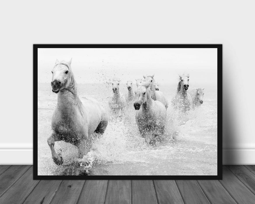 Wild horses in Camargue poster - Plakatbar.no