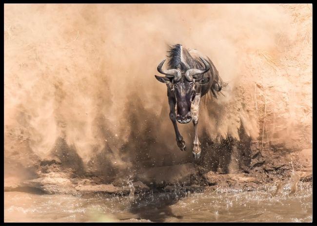 Wilderbeast poster - Plakatbar.no