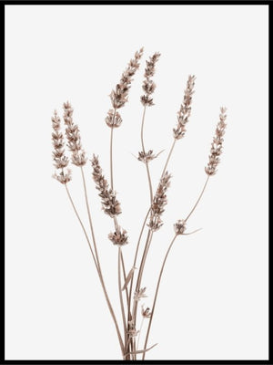 Wildflower Herb poster - Plakatbar.no