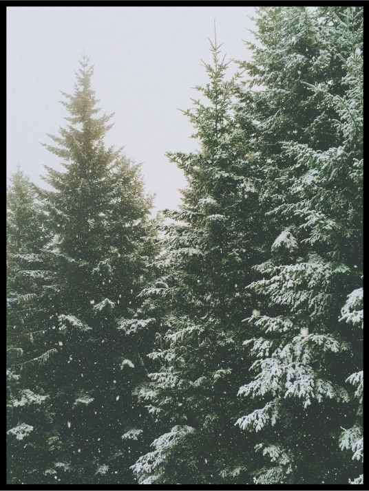 Winter Forest 02 - Poster