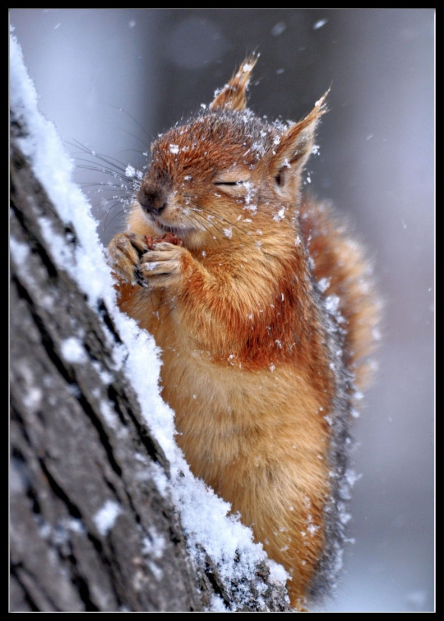 Winter records