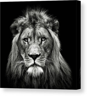 Young Male Lion - Plakatbar.no