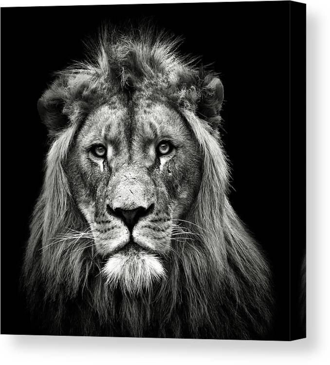 Young Male Lion