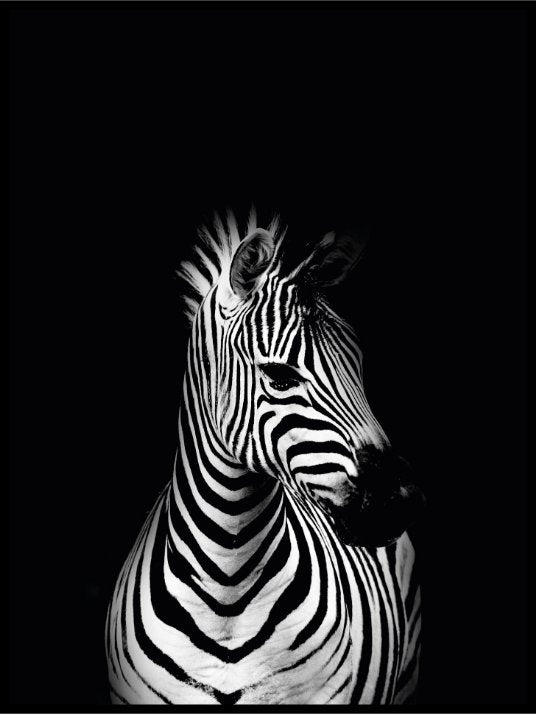 Zebra - black background - Poster