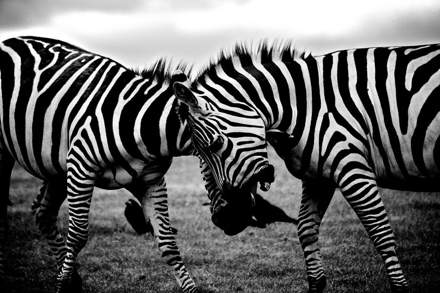 Zebraer kæmper rekorder